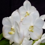 Vanda White Diamond Flowering Size
